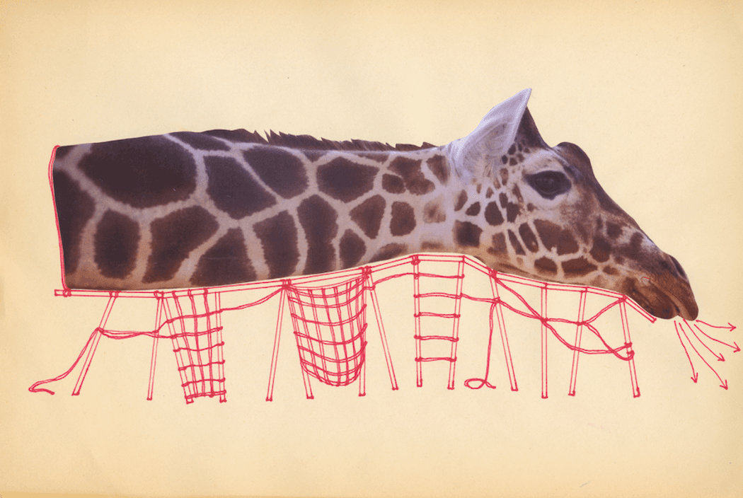 Eva Koťátková — The Heart of a Giraffe in Captivity is Twelve Kilograms Lighter