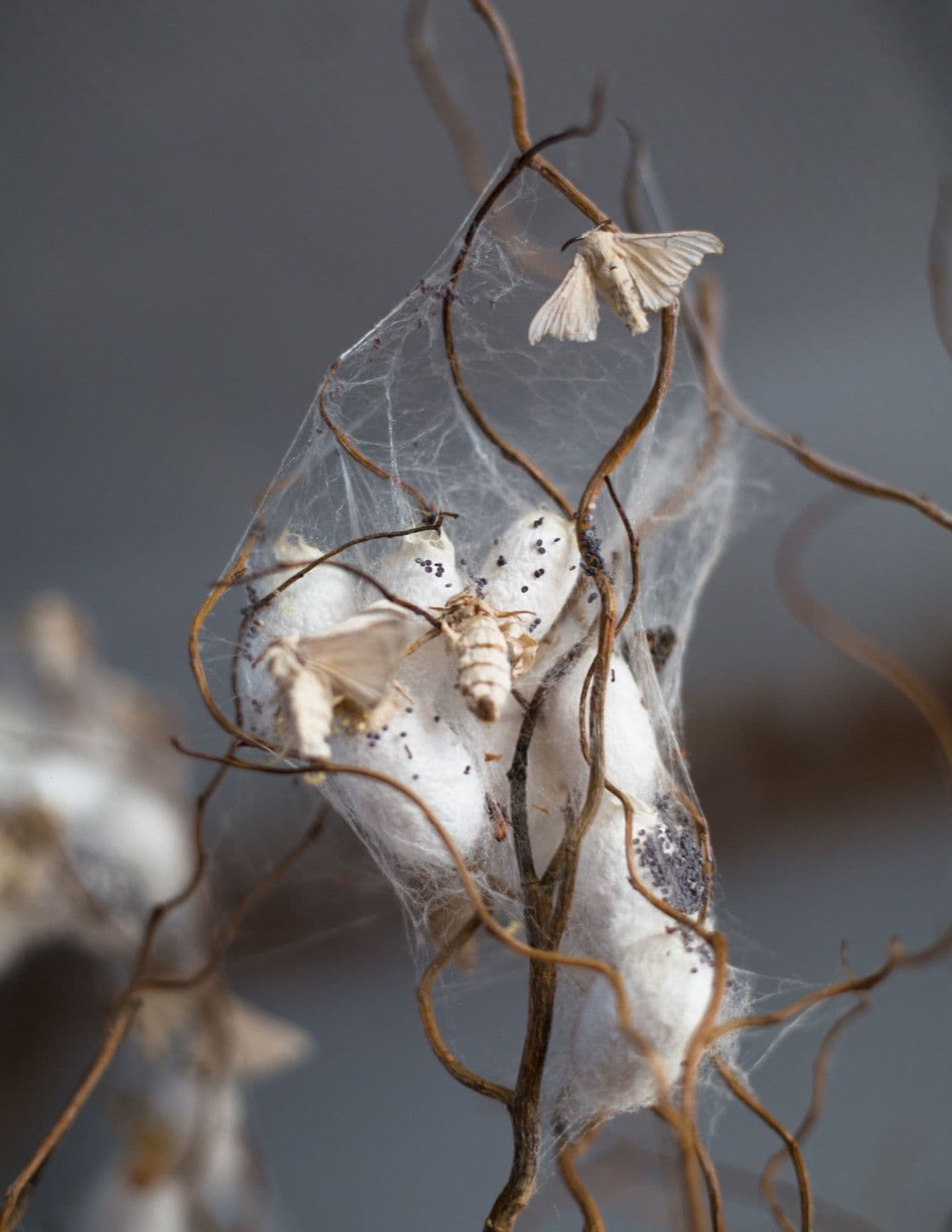 Annie Ratti — Bombyx Mori