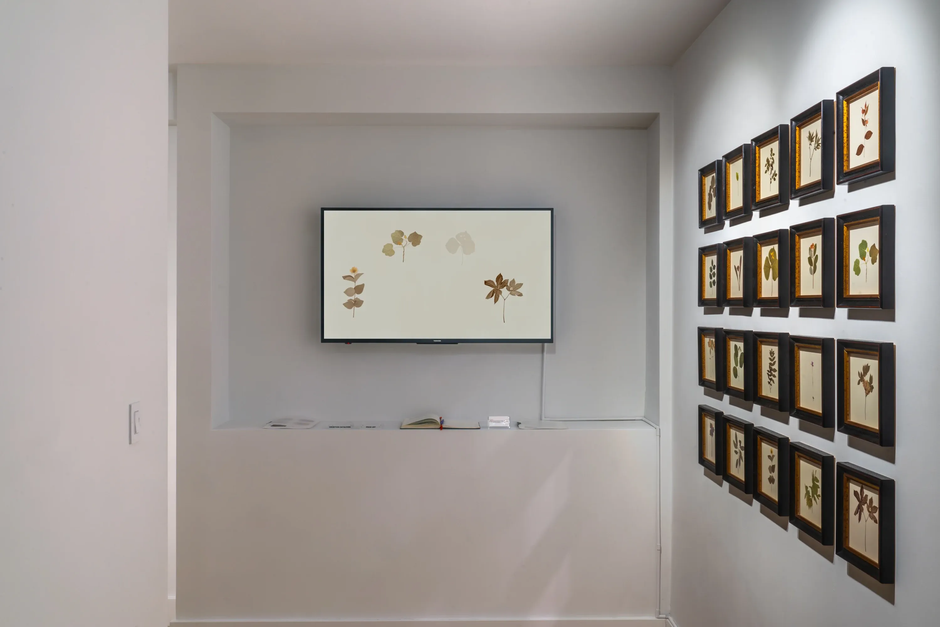 Debora Hirsch — Herbaria — image 7 of 8