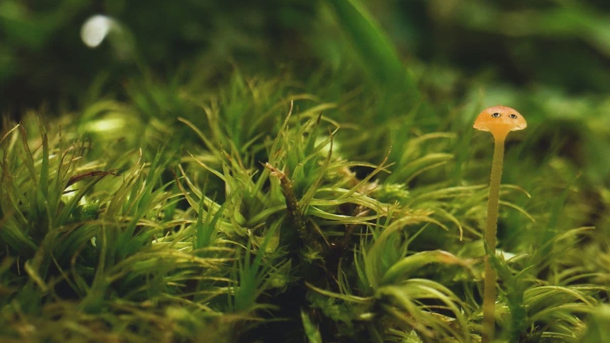 Nadia Hironaka & Matthew Suib — Field Companion — image 4 of 6