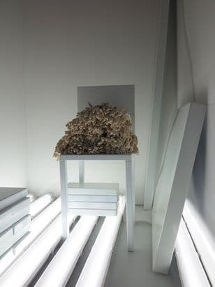 Laura Lamiel — Laura Lamiel