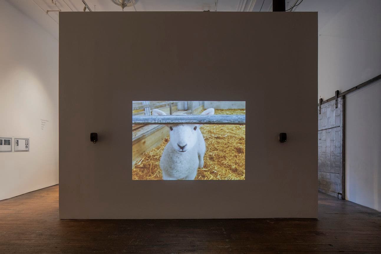 Rosalind Nashashibi & Lucy Skaer — Pygmalion Margaret Ursus Uan — image 6 of 10