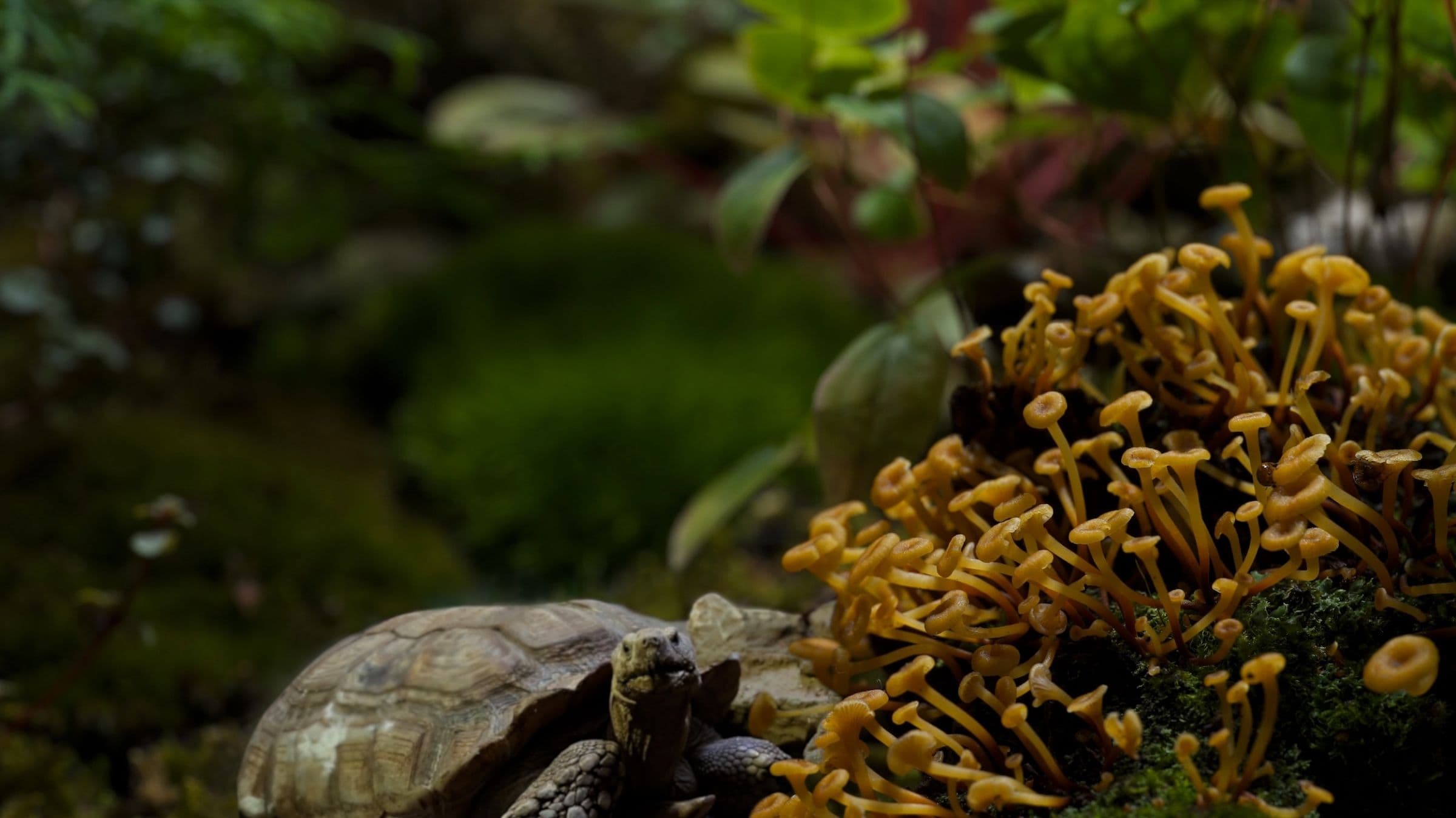 Nadia Hironaka & Matthew Suib — Field Companion — image 5 of 6
