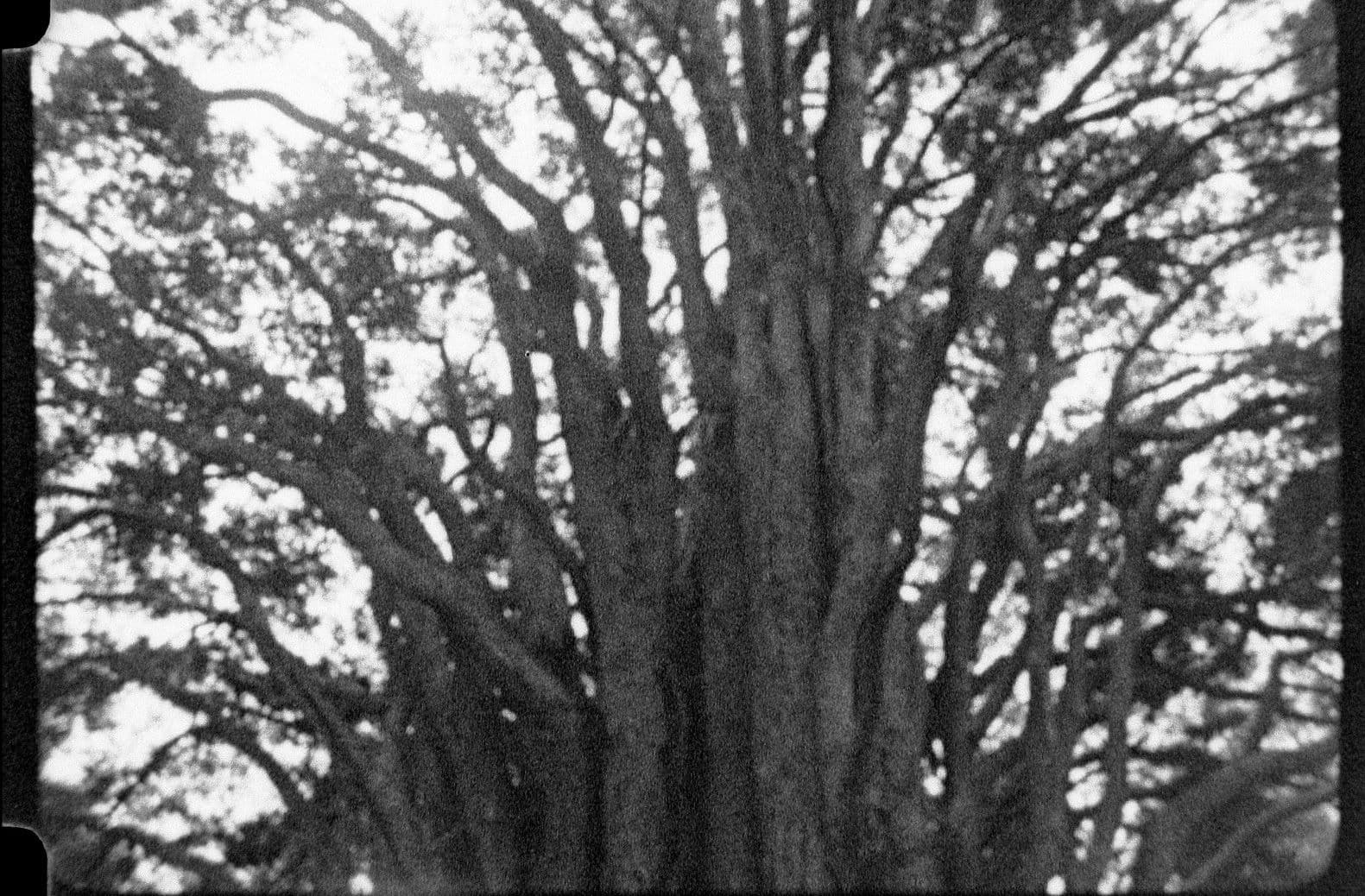 Nova Paul — Rākau