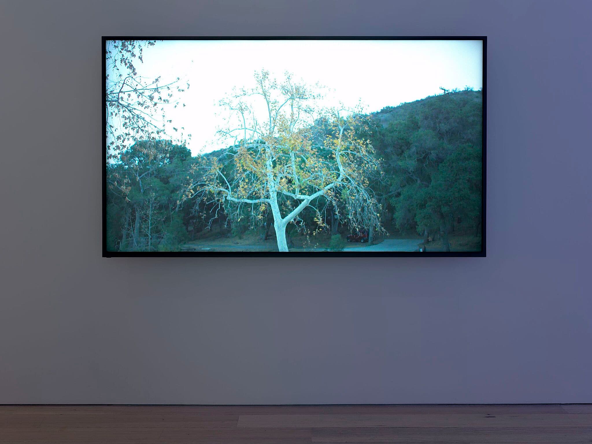 Cauleen Smith — Mutualities — image 4 of 6