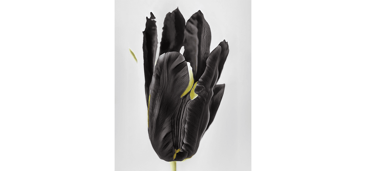 Anna Ridler — Time Within Time