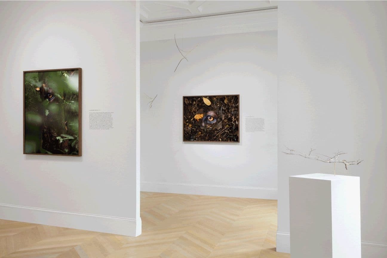 Daniel Steegmann Mangrané — La Pensée Férale — image 2 of 4