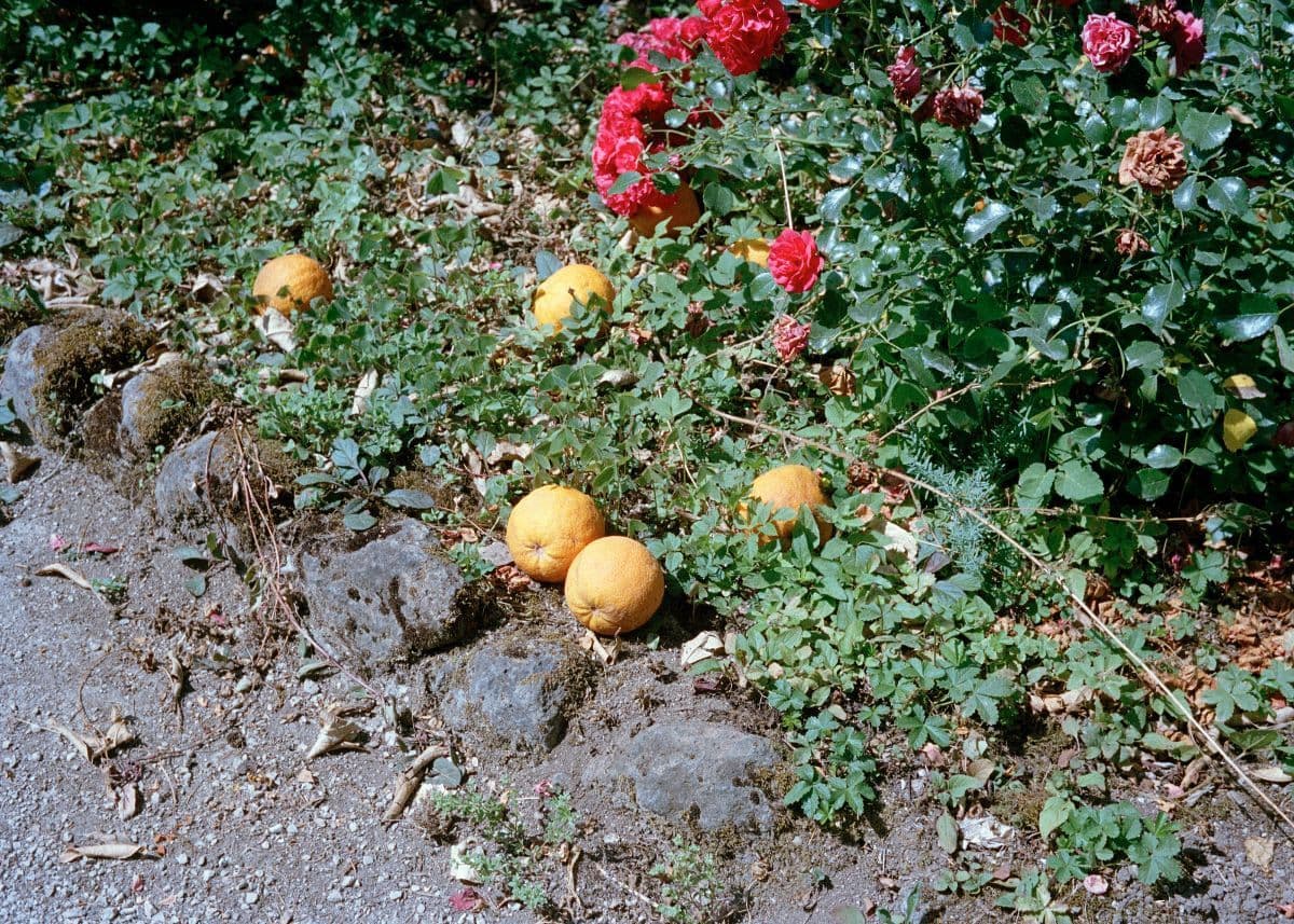 Talisa Lallai — Still Life