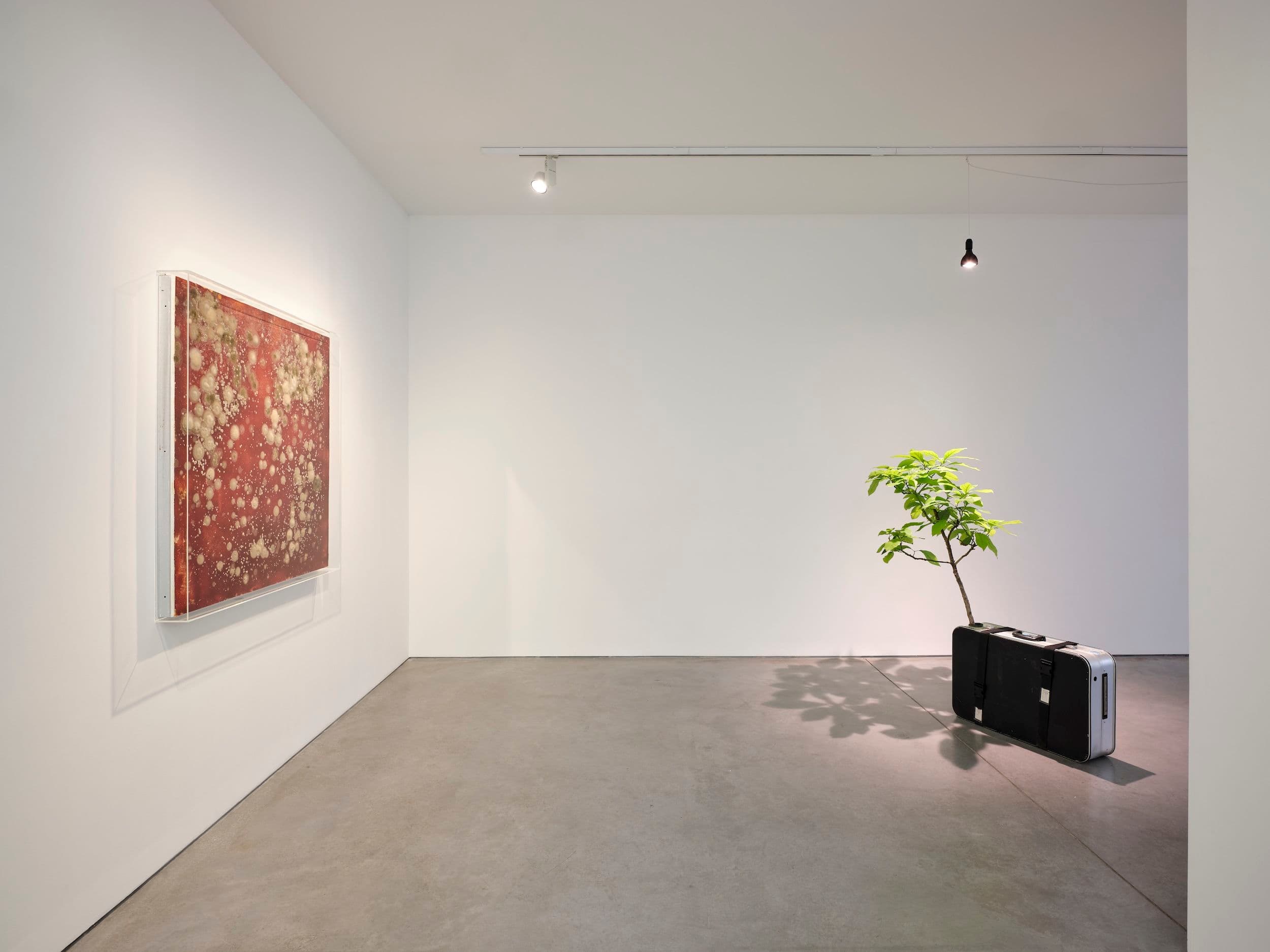 Michel Blazy — Michel Blazy — image 2 of 5
