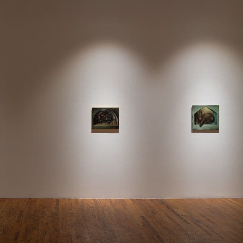 The Rabbits - Image 3