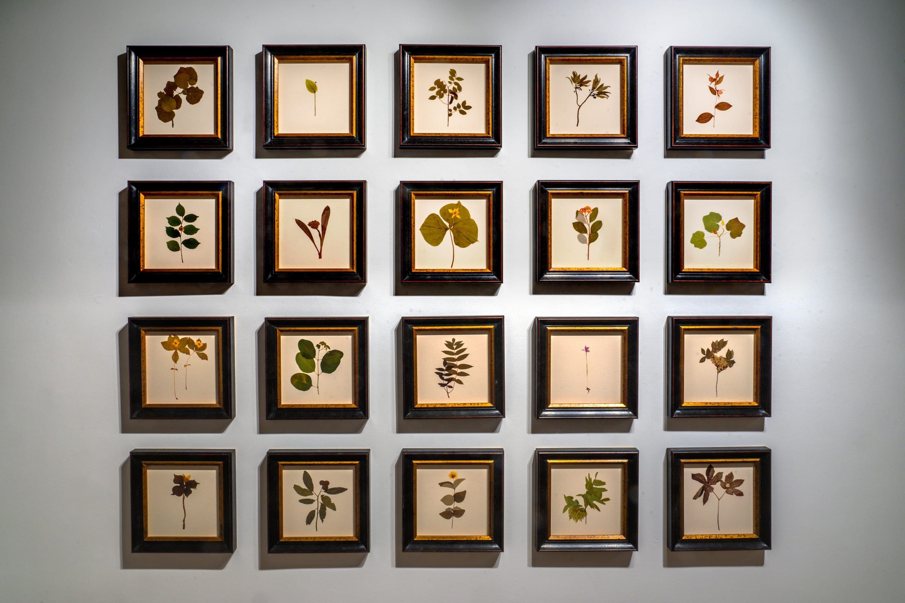Debora Hirsch — Herbaria — image 8 of 8