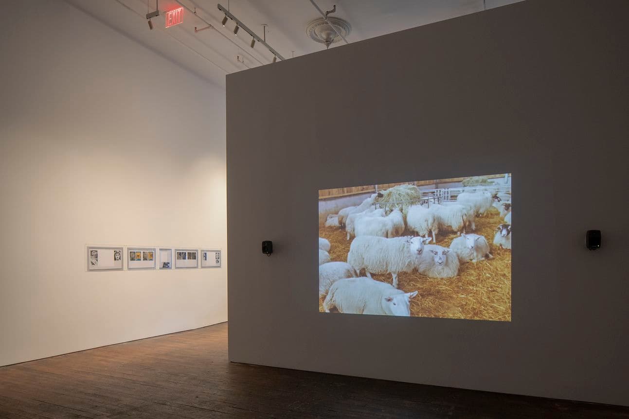 Rosalind Nashashibi & Lucy Skaer — Pygmalion Margaret Ursus Uan — image 7 of 10