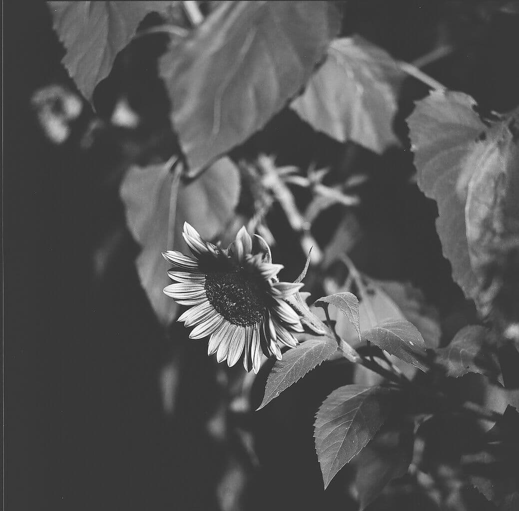 Philip Davis — Love Songs