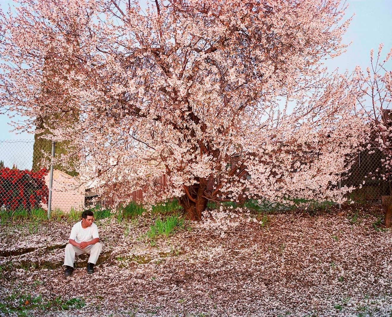 Larry Sultan — Homeland