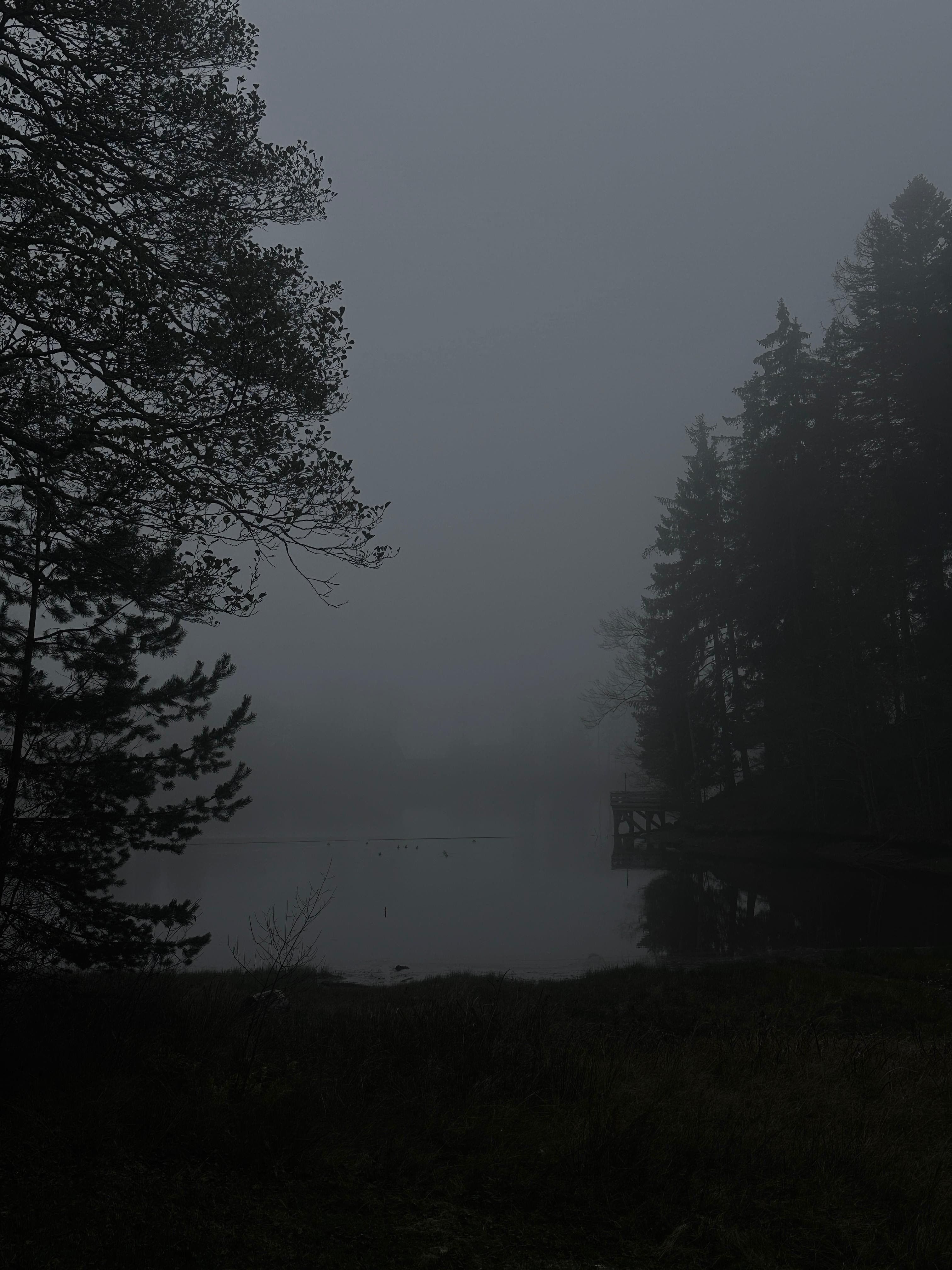 Where the Forest Remembers