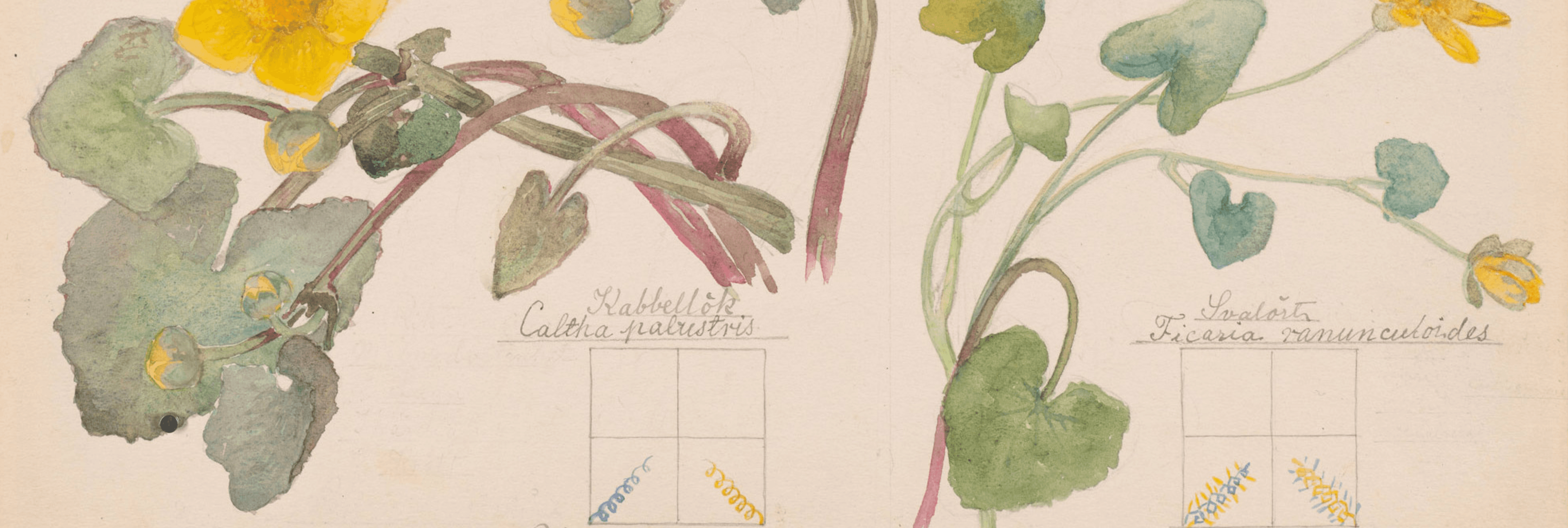 Hilma af Klint — What Stands Behind the Flowers
