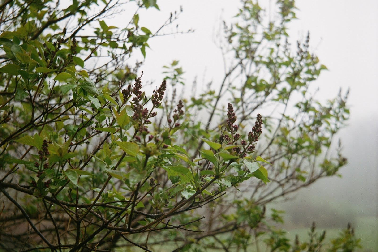 Christopher Aque — Regrowth — image 3 of 3