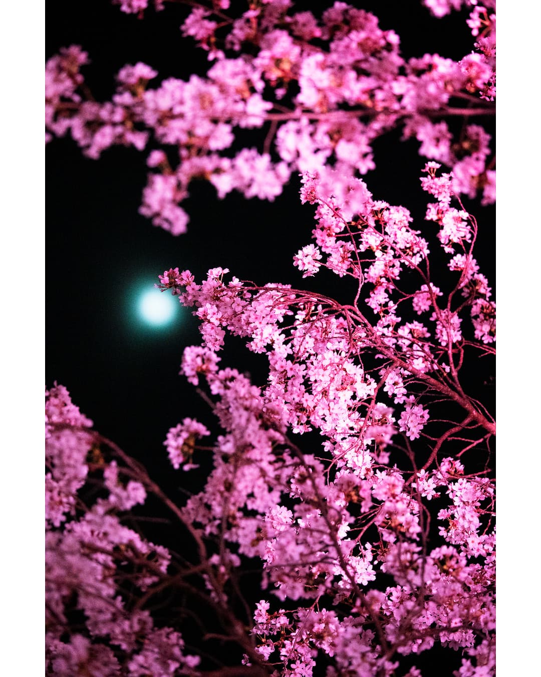 NINAGAWA Mika — Captive Blooms — image 1 of 3