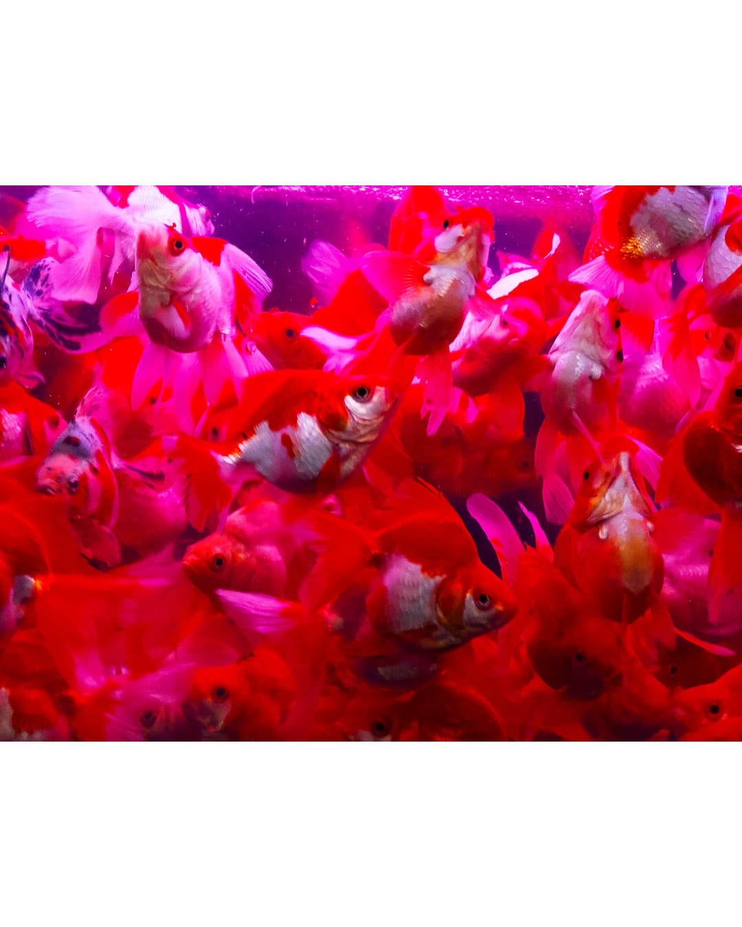NINAGAWA Mika — Captive Blooms — image 2 of 3