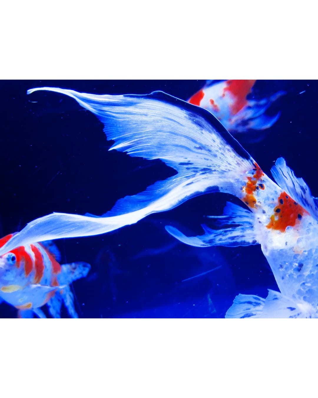 NINAGAWA Mika — Captive Blooms — image 3 of 3