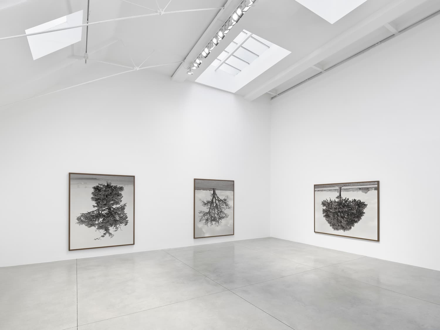 Rodney Graham — Who Does Not Love a Tree? — image 2 of 4