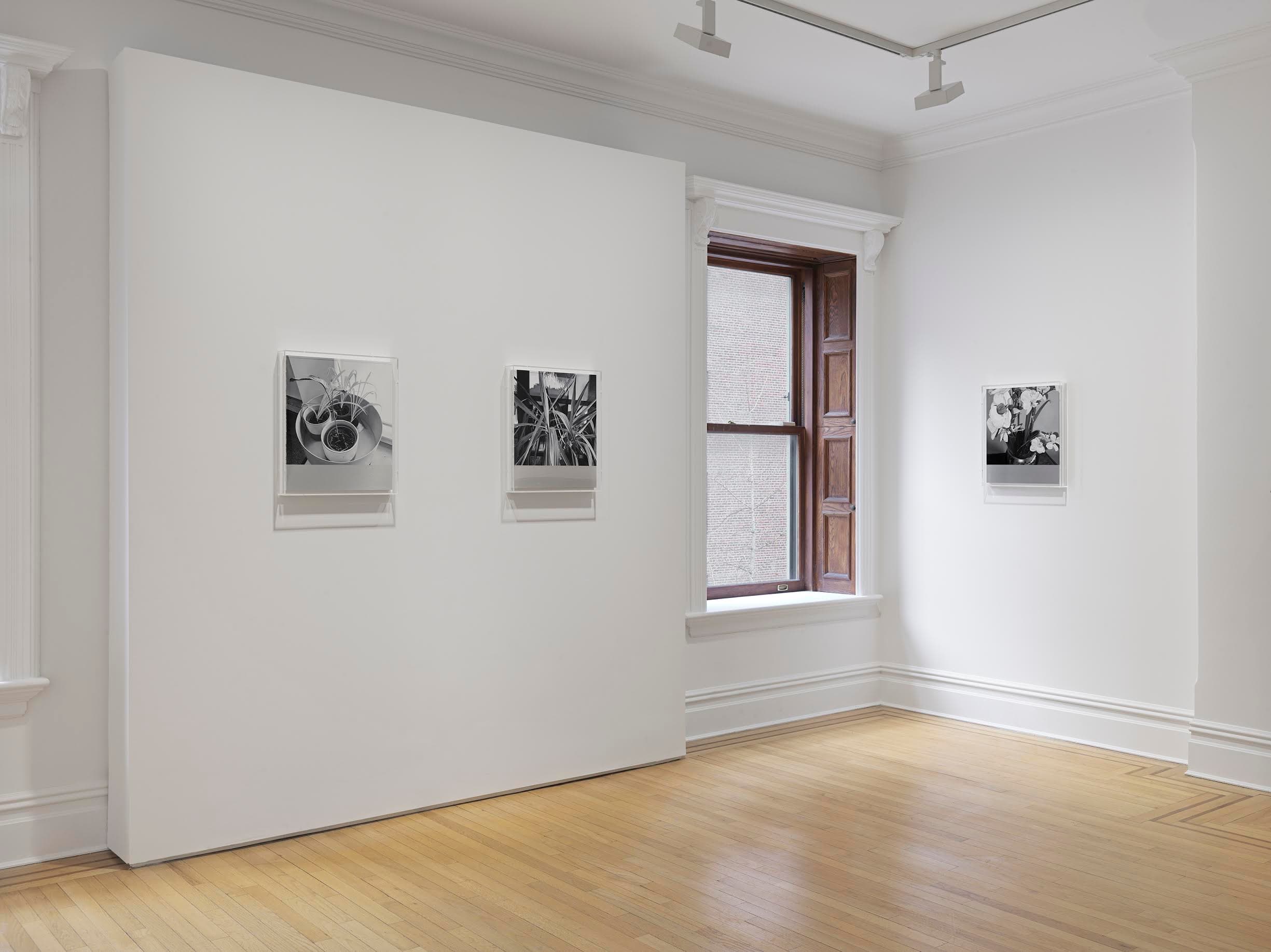 James White — House Plant Paintings — image 1 of 2
