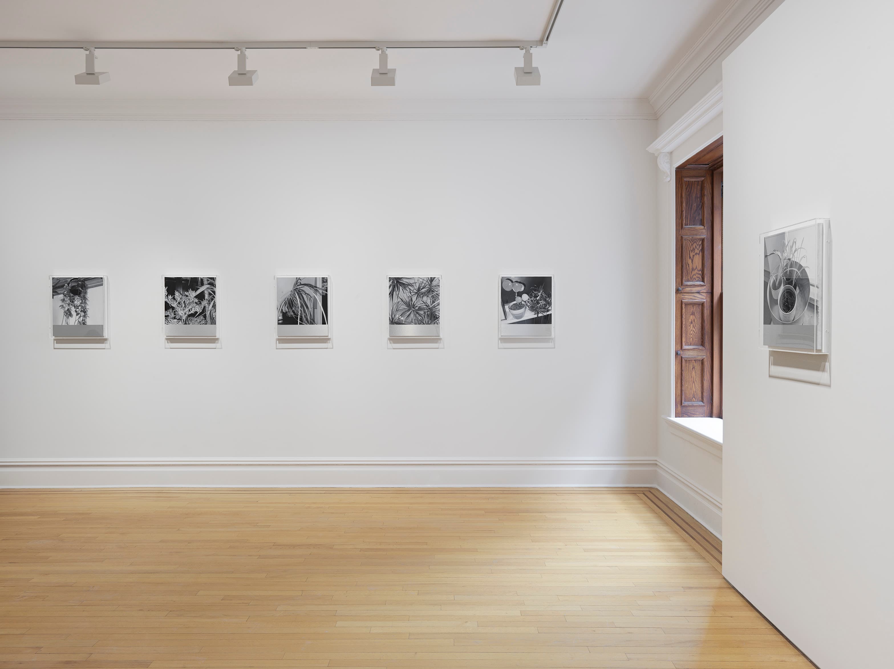 James White — House Plant Paintings — image 2 of 2