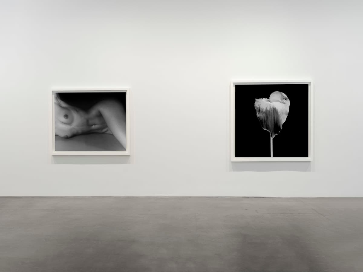 Robert Mapplethorpe — Robert Mapplethorpe — image 6 of 7