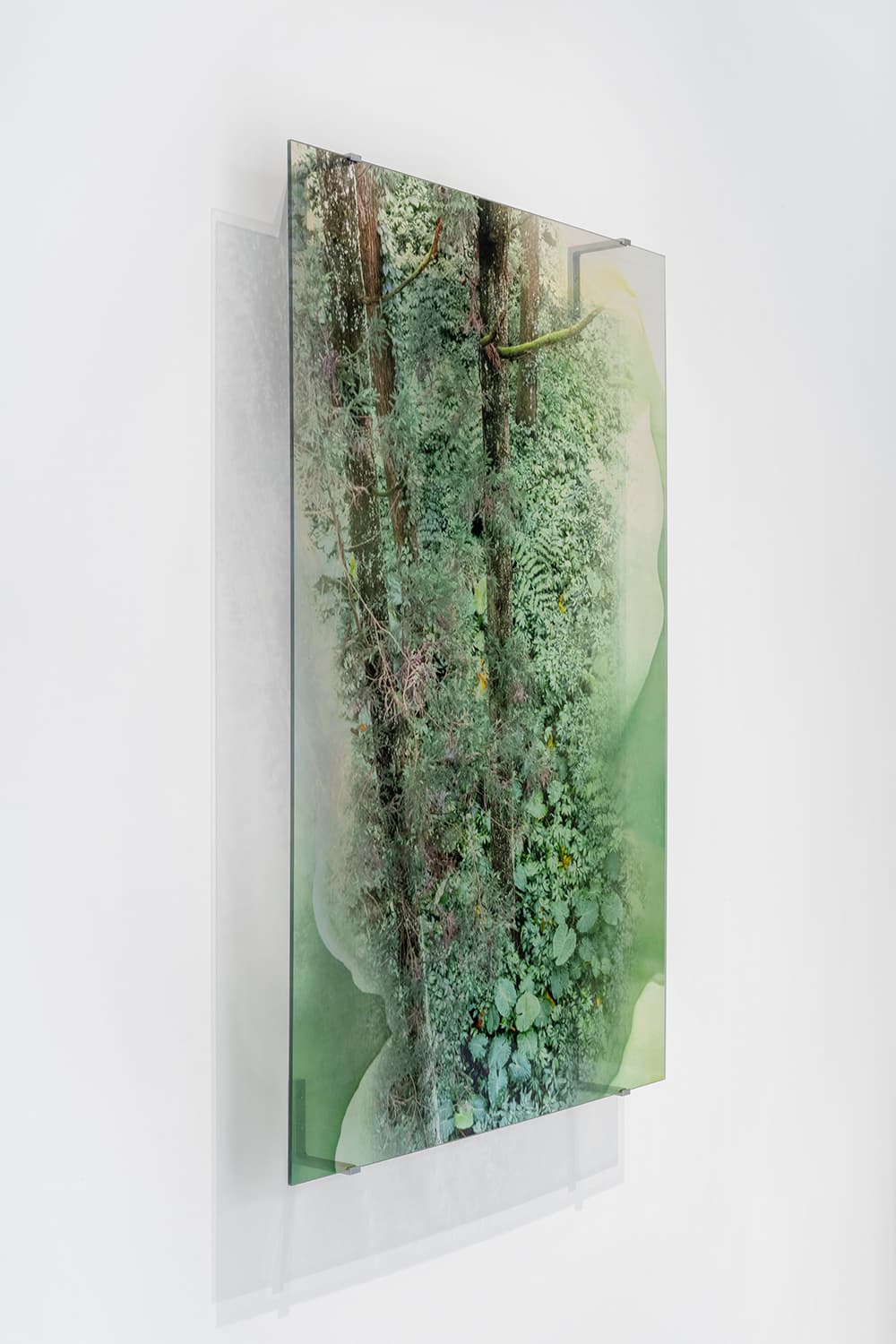 Once Were Forests - Image 4
