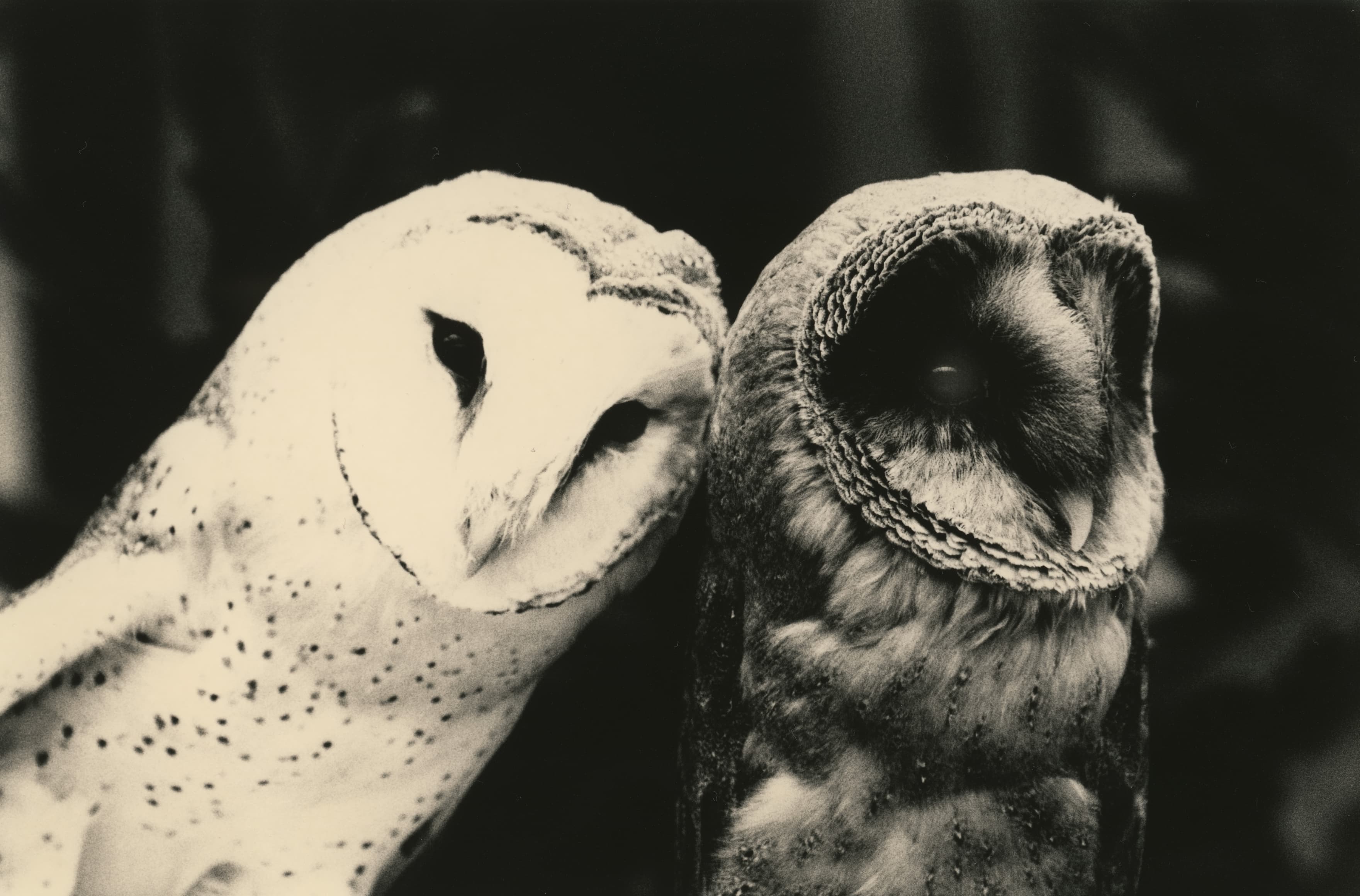 Yamamoto Masao — Ten Owls — image 1 of 6