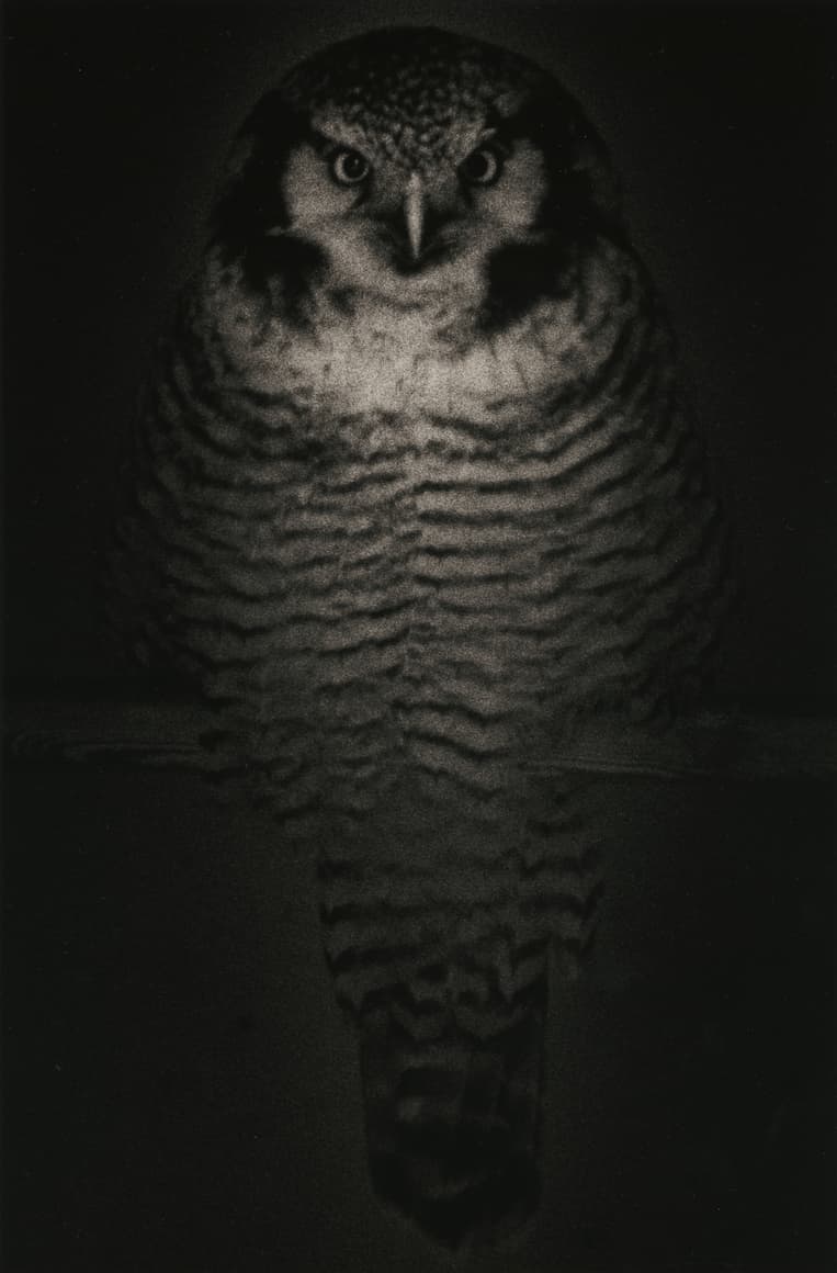 Yamamoto Masao — Ten Owls — image 2 of 6