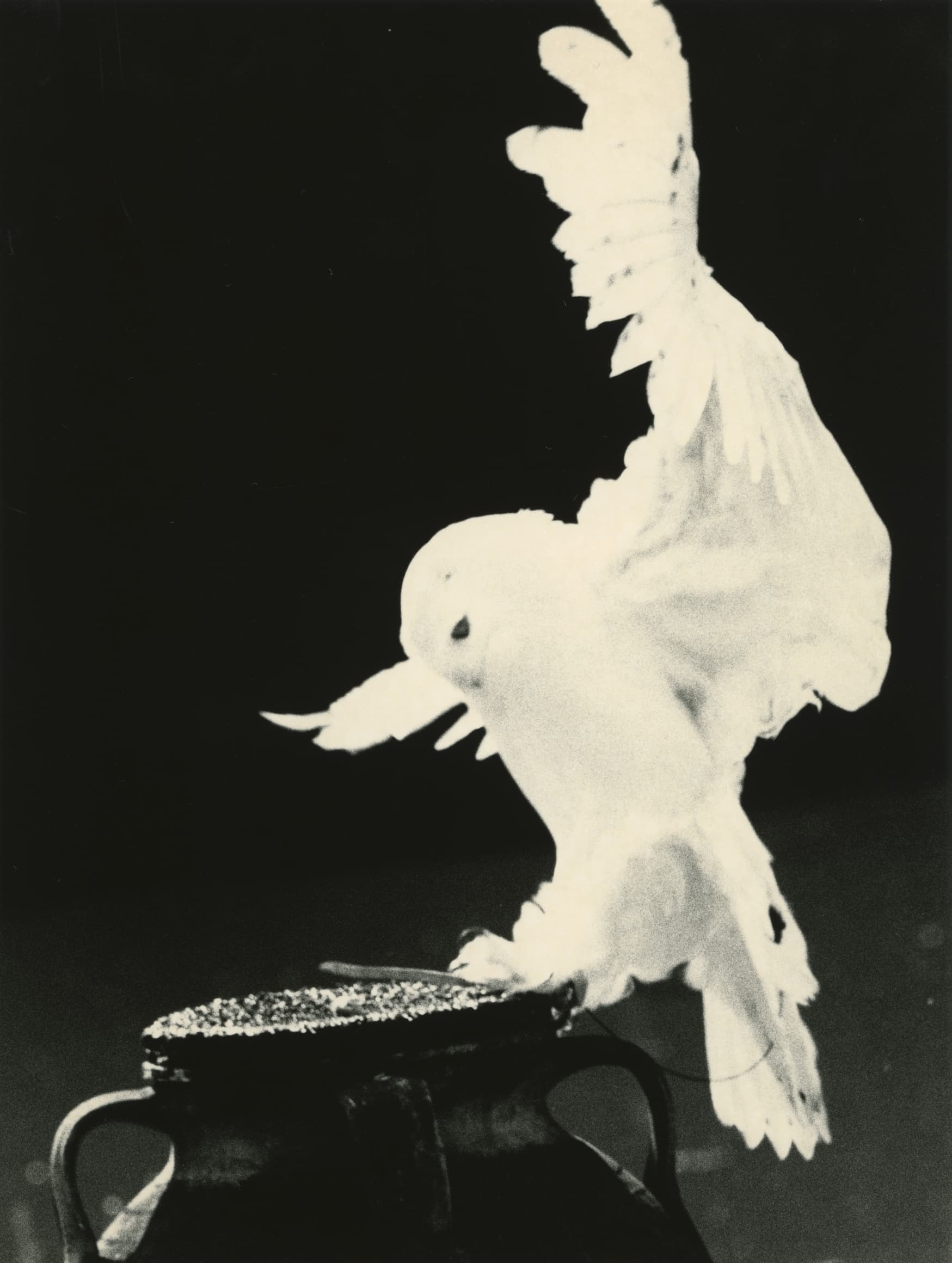 Yamamoto Masao — Ten Owls — image 3 of 6