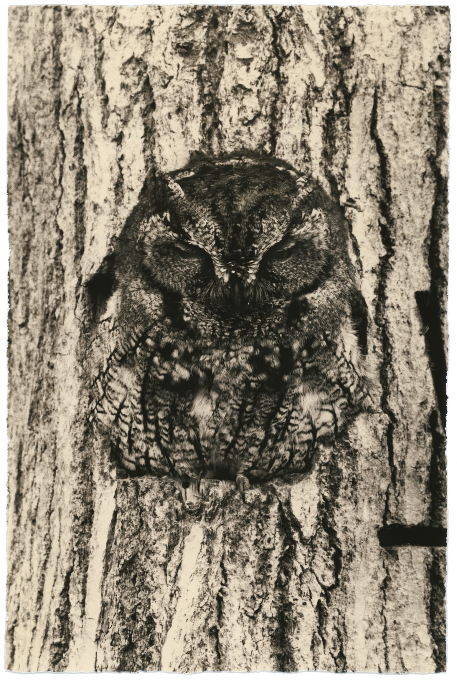 Yamamoto Masao — Ten Owls — image 4 of 6