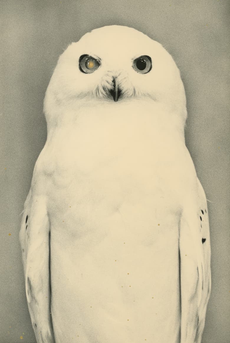 Yamamoto Masao — Ten Owls — image 5 of 6