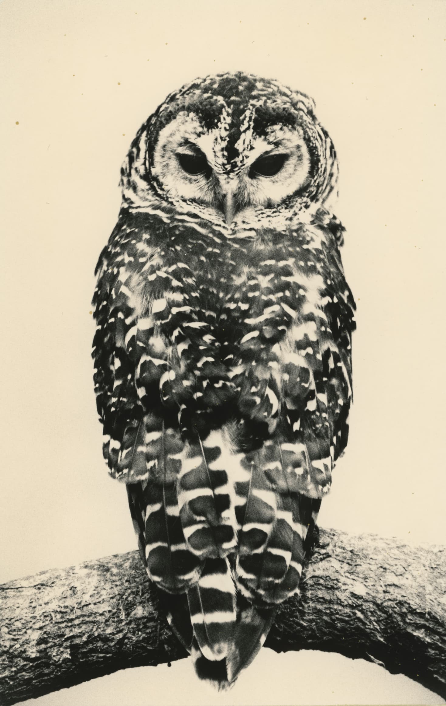 Yamamoto Masao — Ten Owls — image 6 of 6