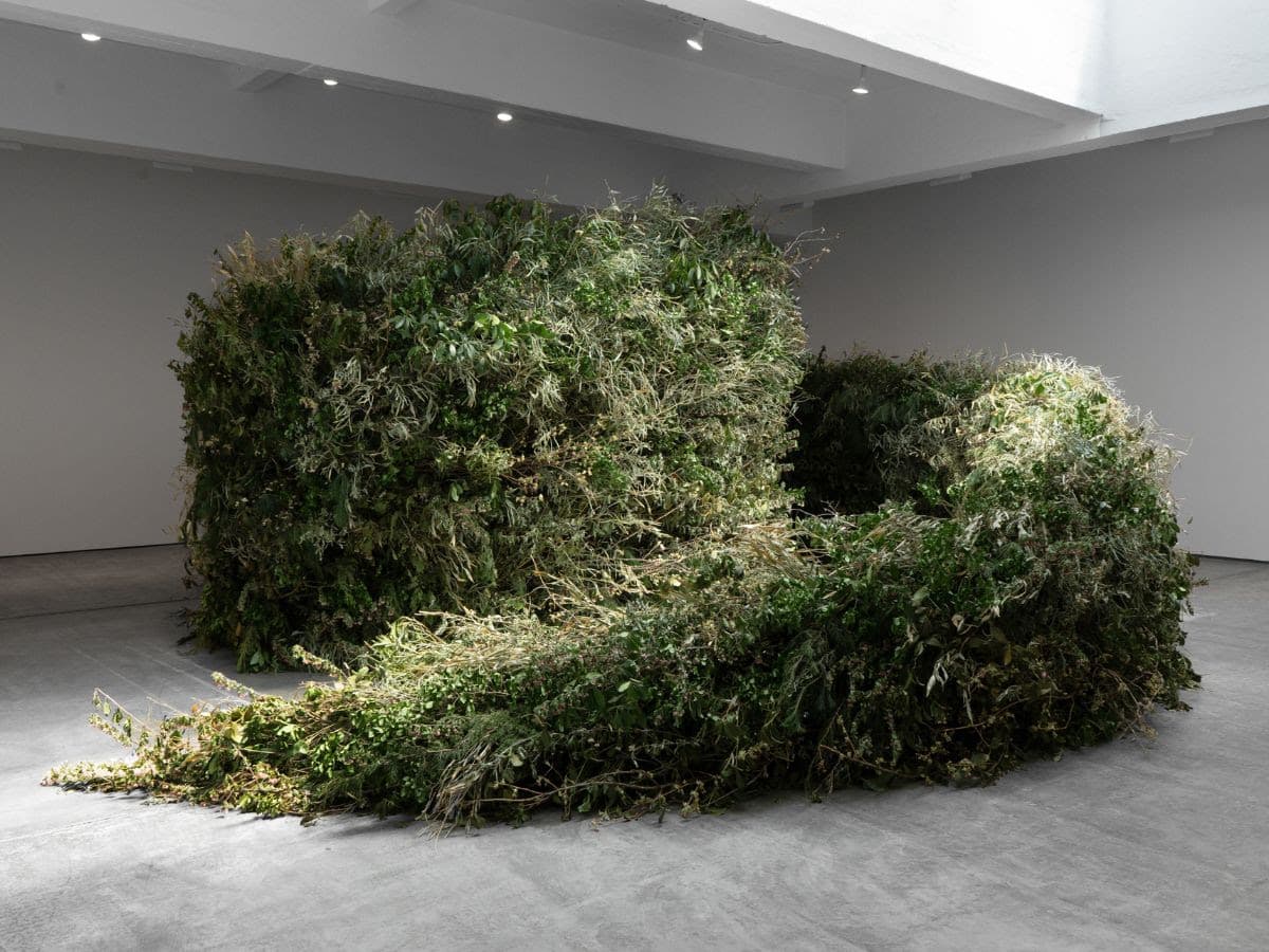 Thicket